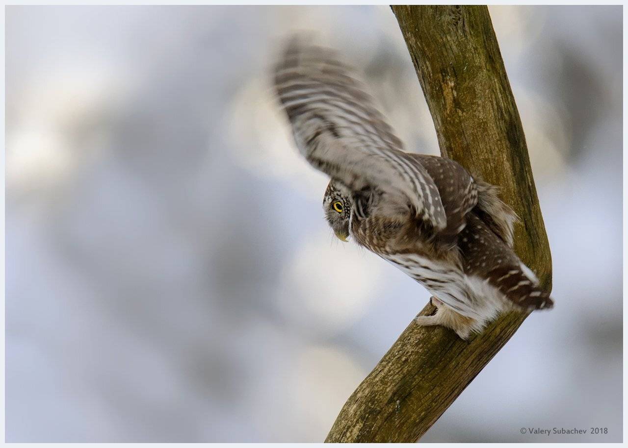 , Валерий Субачев