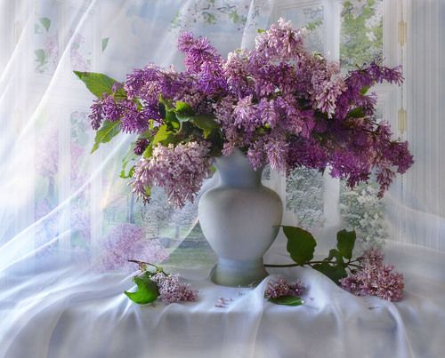 Как празднично сад расцветила сирень...