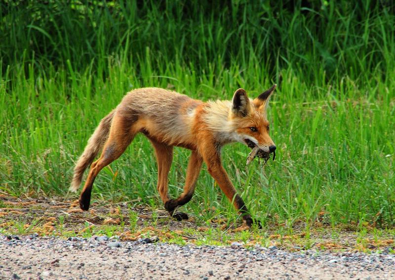 From hunting фото превью