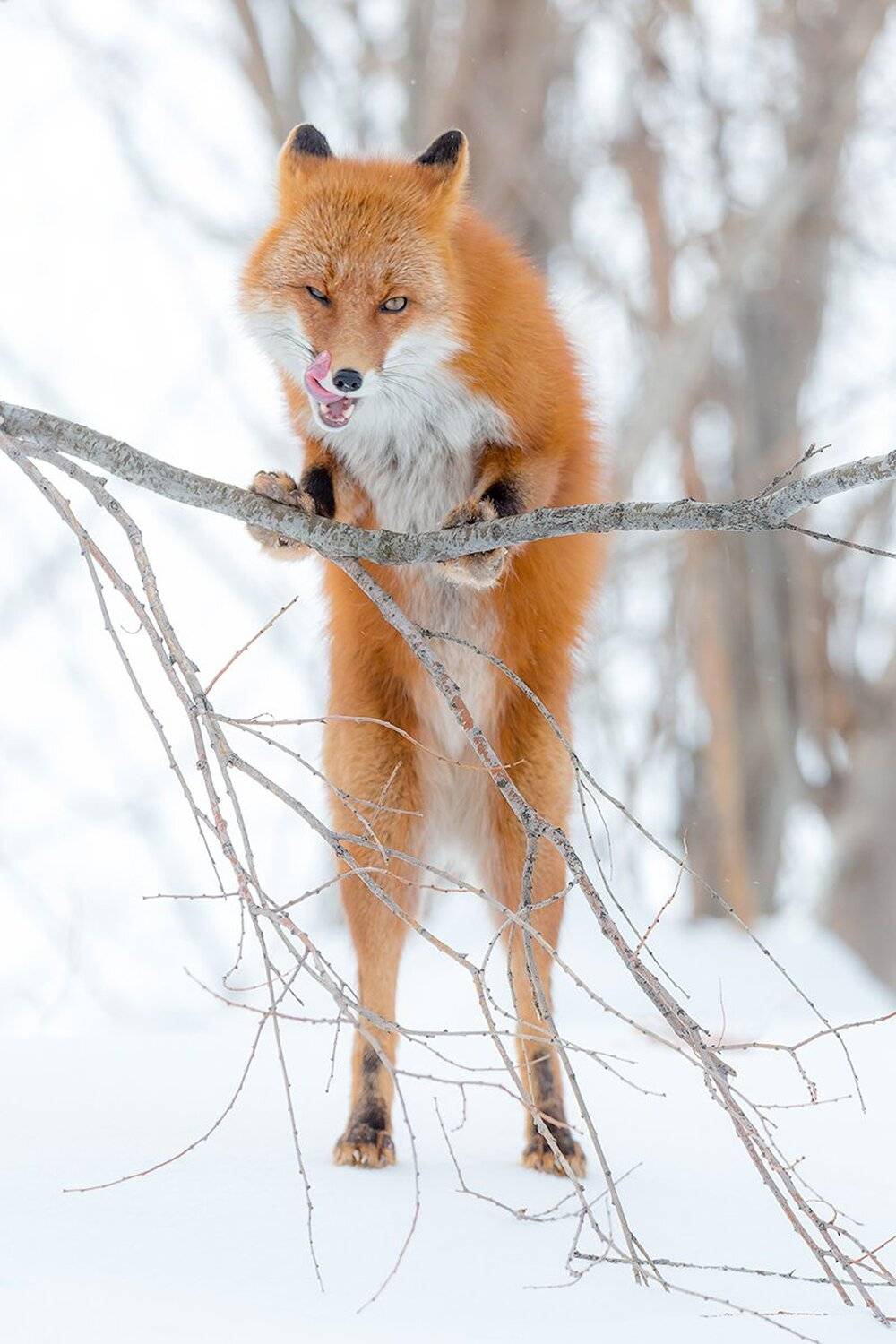 Камчатка, лиса, зима, природа, путешествие, животные, , Денис Будьков
