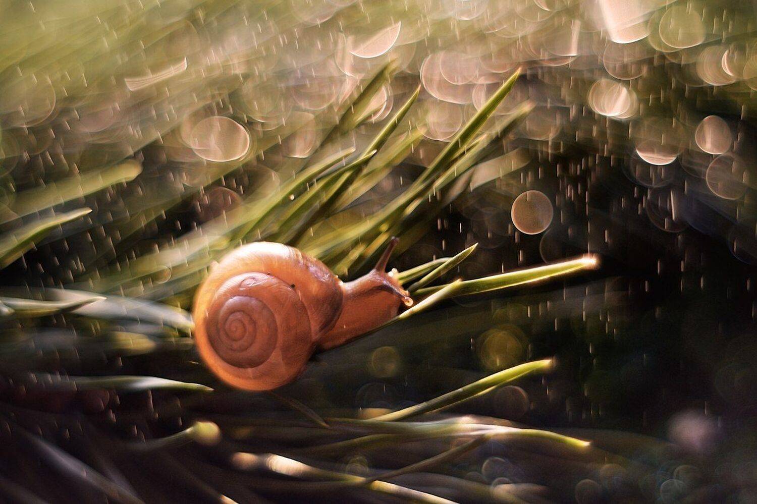 , Лапшина Владлена