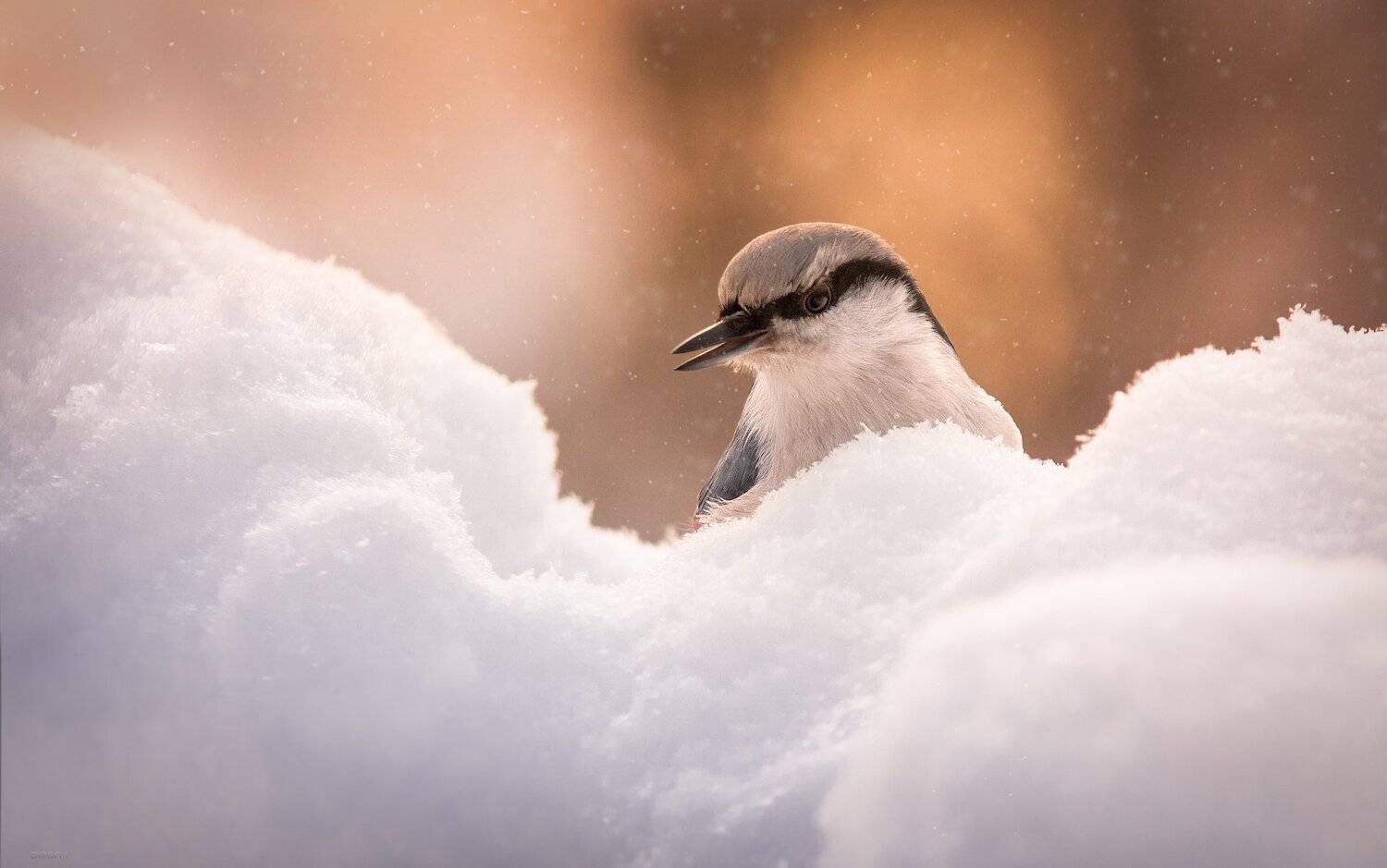 природа, лес, животные, птицы, Дмитрий Посевич