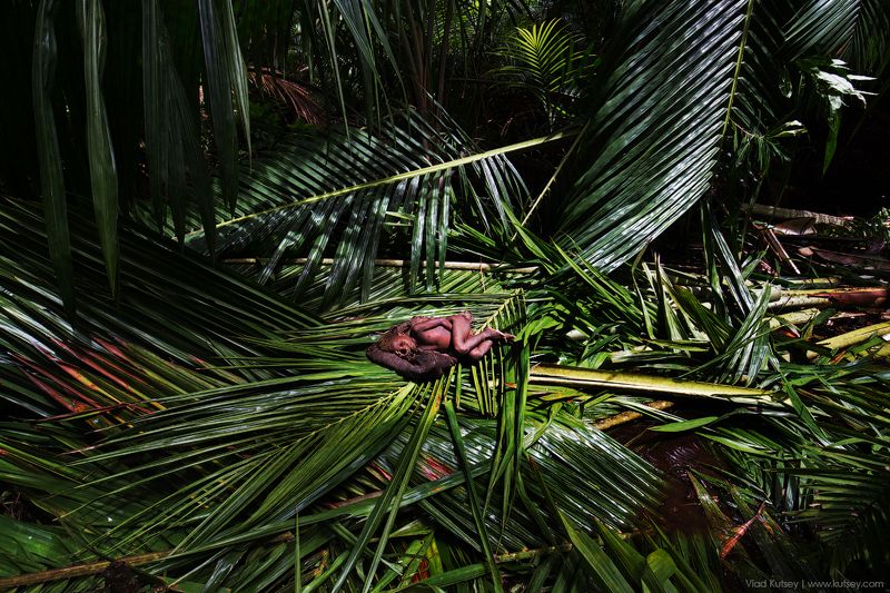 короваи, племена, папуа, племя, джунгли, ребенок, мальчик, папуас, korowai, papua Дитя джунглей фото превью