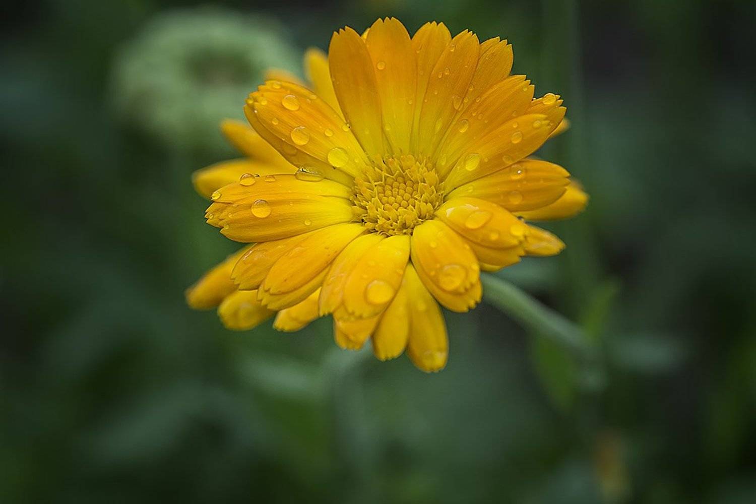 , Анатолий Зверев