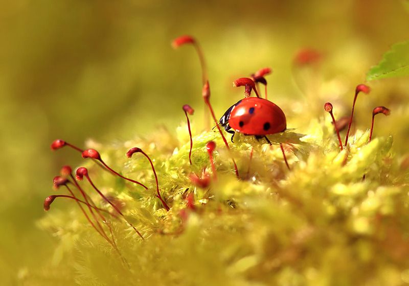 Насекомое,божья коровка,мох,лес,весна,солнце. Затерявшаяся во мхах.:) фото превью