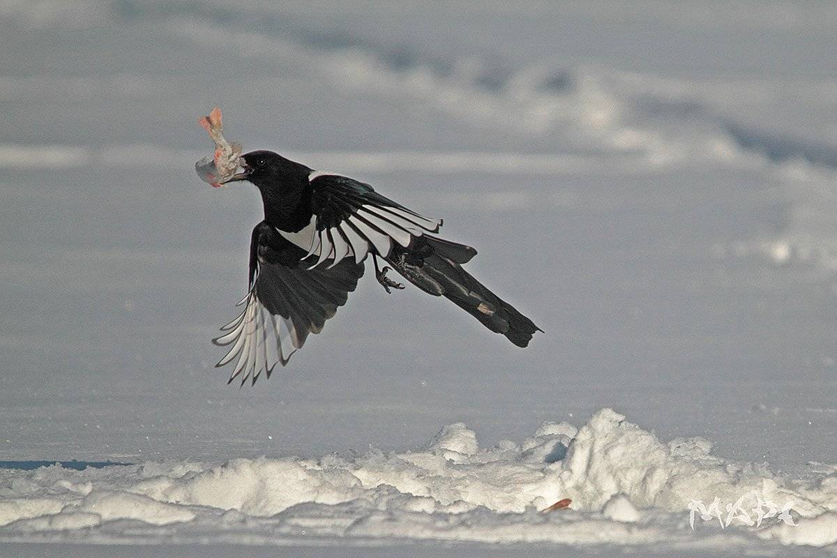 животные птицы сорока зима февраль, Шангареев Марс
