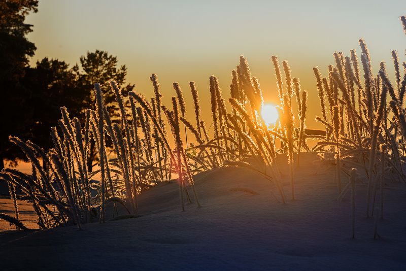 мороз, снег, кристаллы, зима2018 Зима в Сосновом Бору фото превью