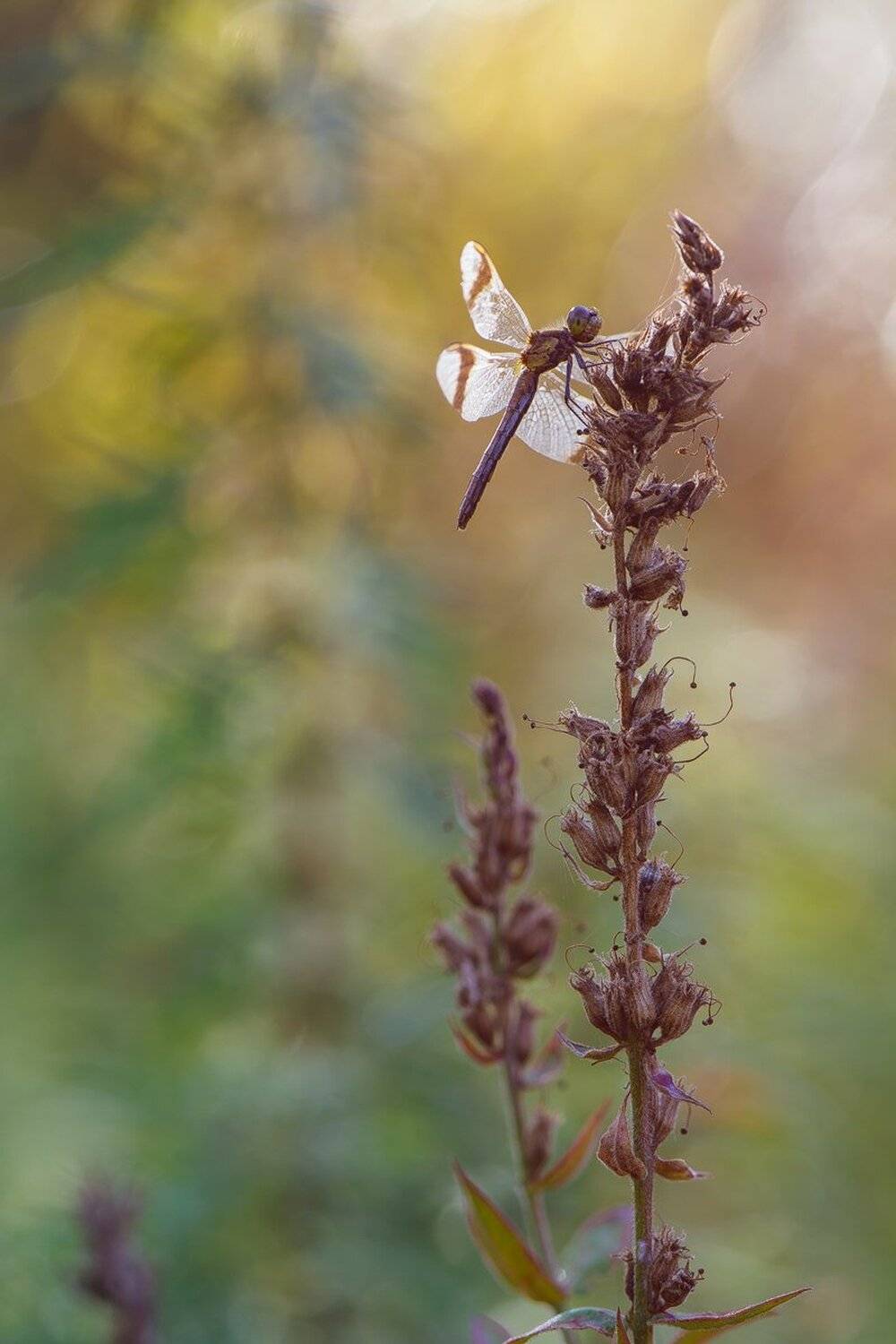 , Кузнецов Дмитрий