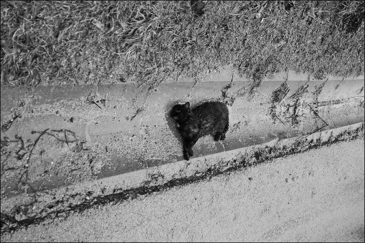 , Krzysztof Trojanowski