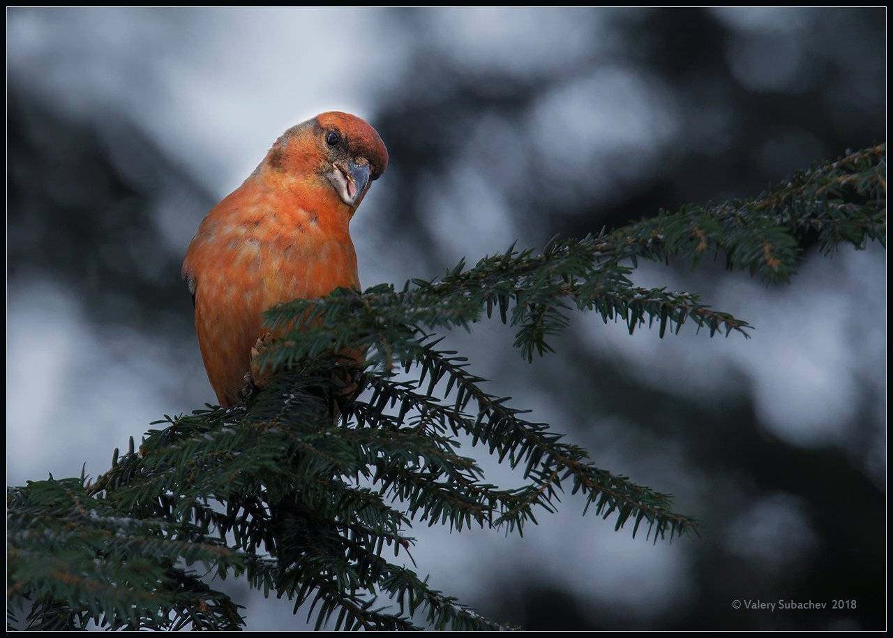 , Валерий Субачев
