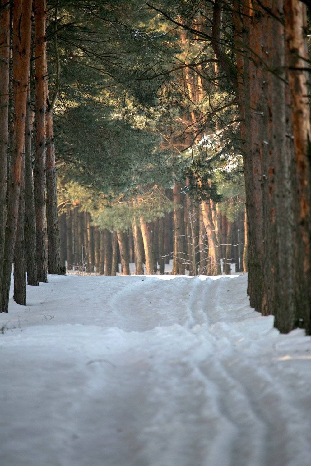 , Юрий Савинский