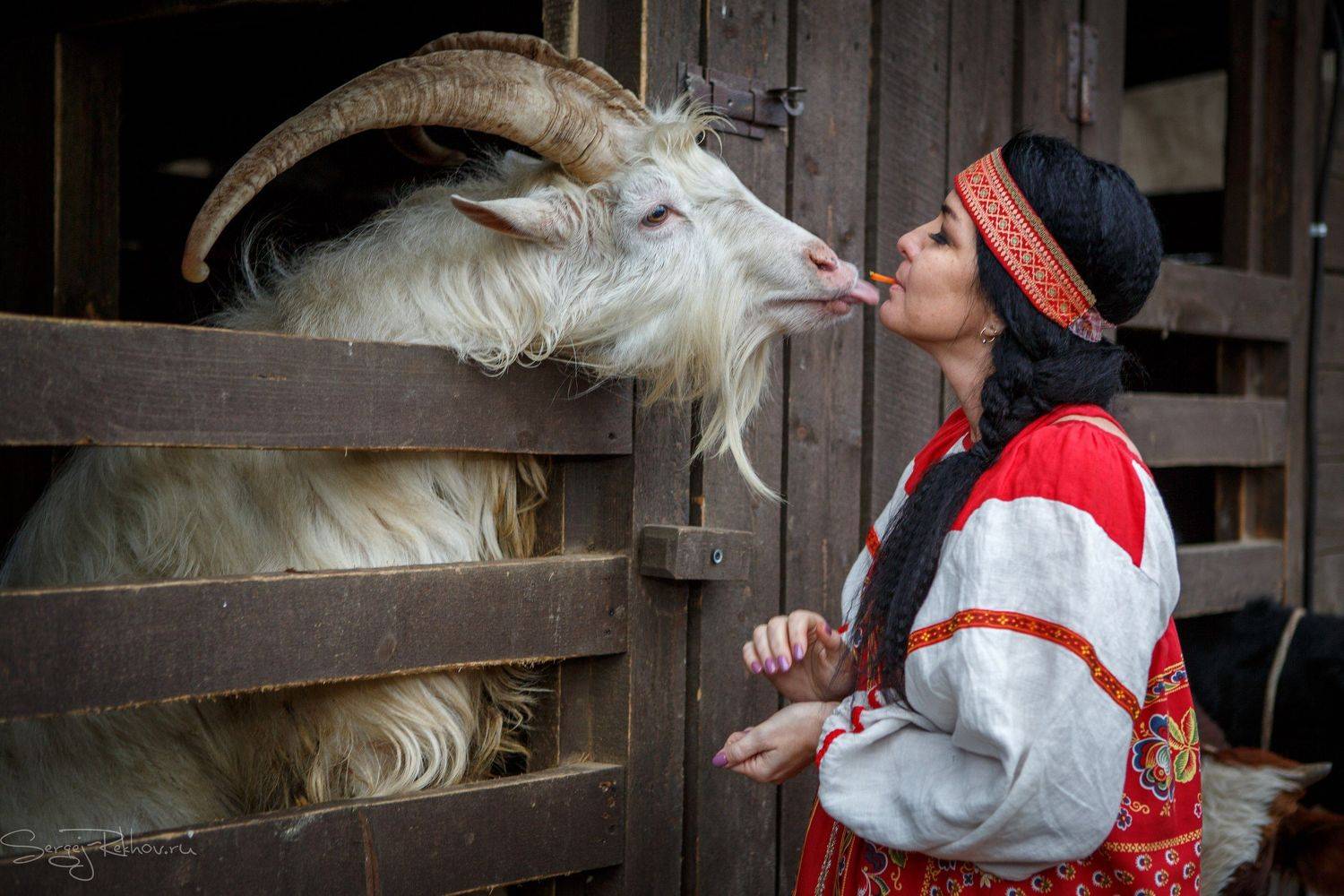 девушка, козёл, ферма, поцелуй, загон, rekhov, sergejrekhov, Сергей Рехов