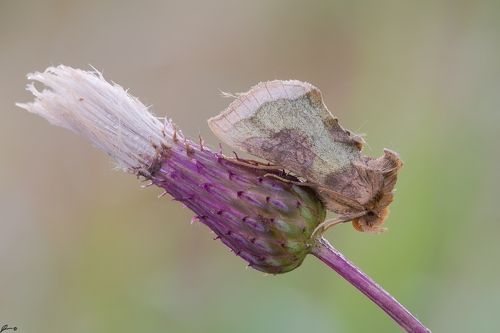 Diachrysia chrysitis