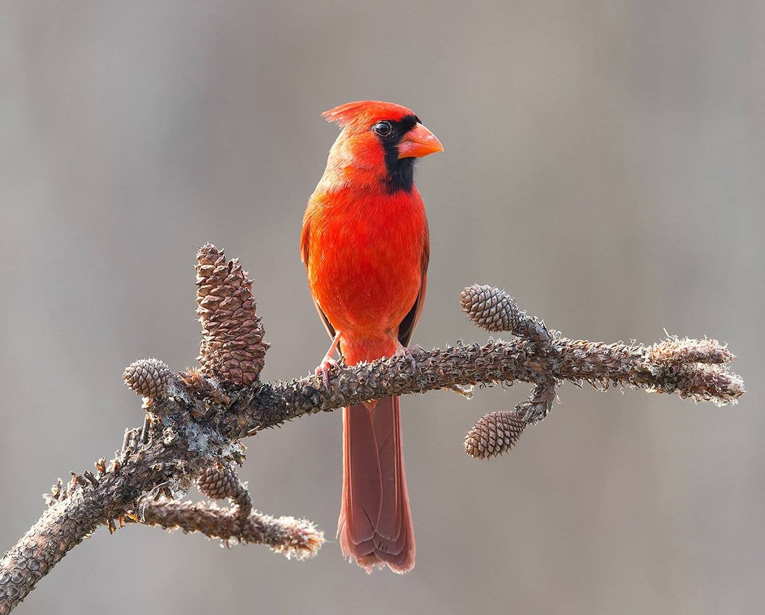 красный кардинал, northern cardinal,cardinal, кардинал, Elizabeth Etkind