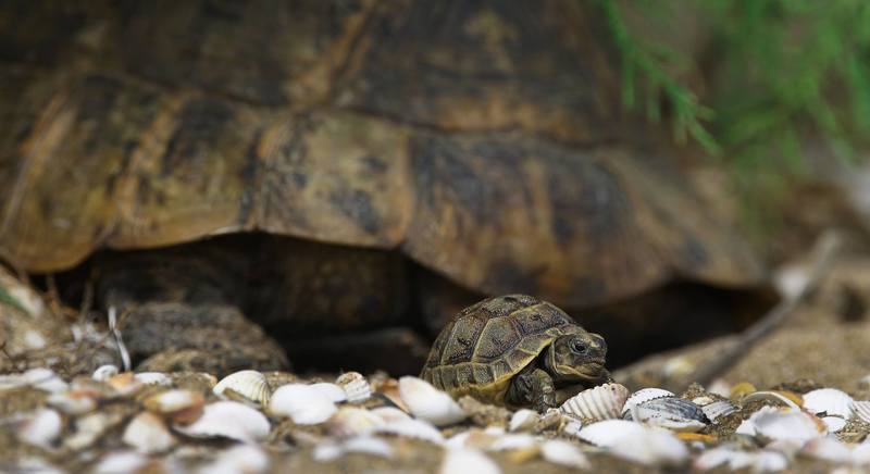 A mite of a child фото превью