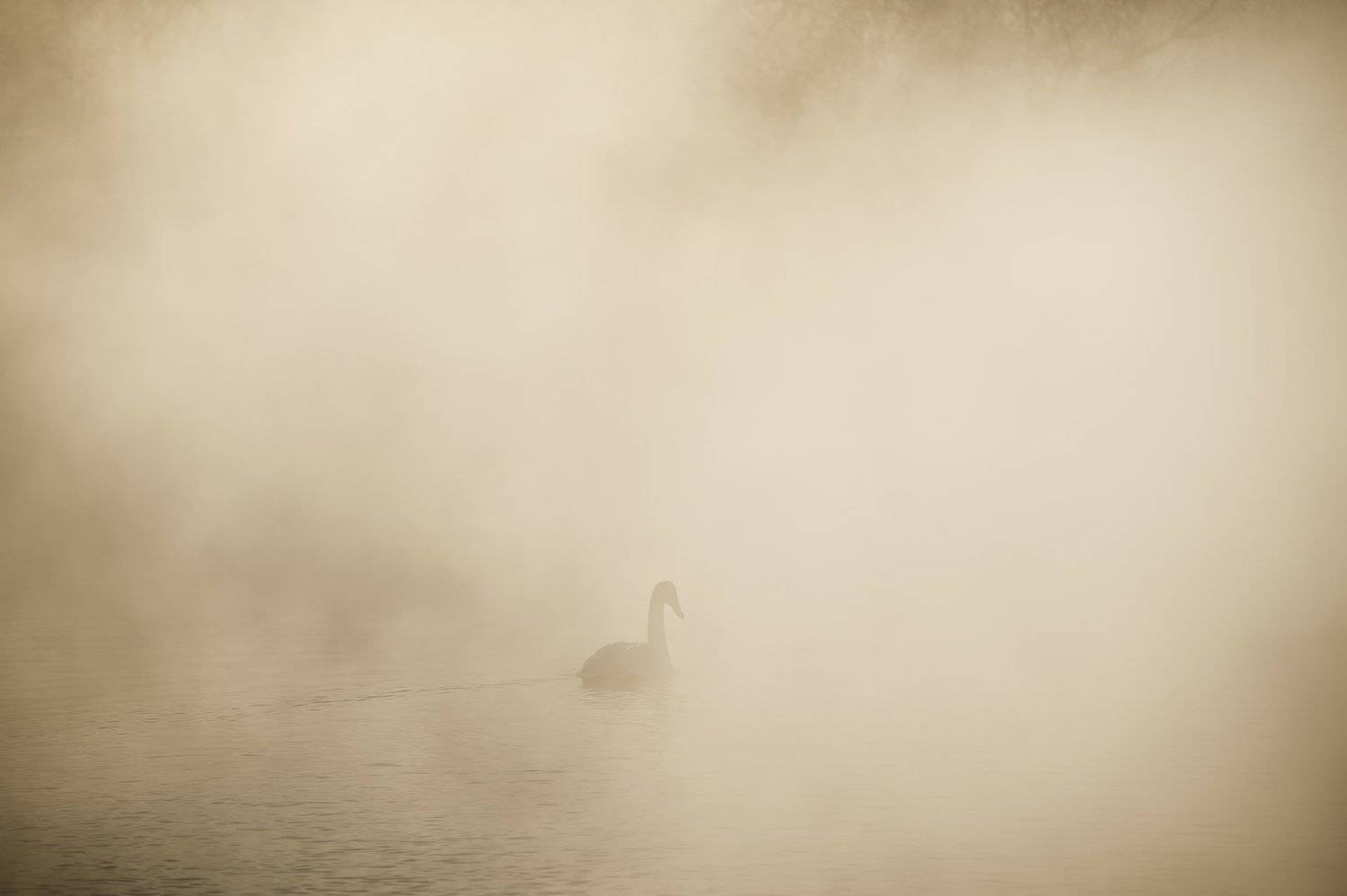 озеро, лебедь, туман, зима, рассвет, Olga  Wolkova