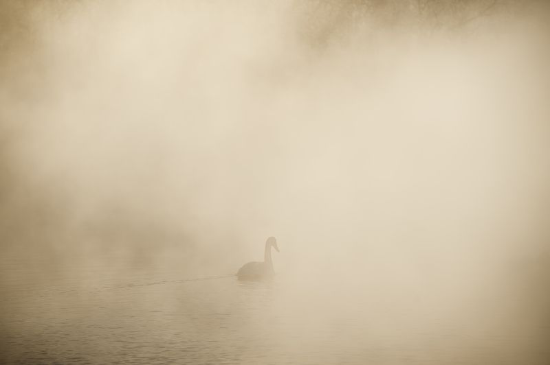 озеро, лебедь, туман, зима, рассвет Уходящий в туман фото превью