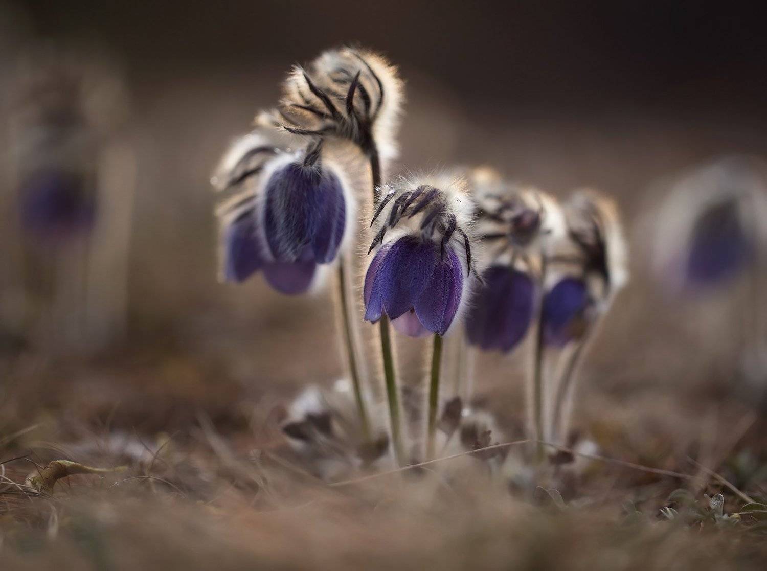 сон-трава, прострел, якутия, нерюнгри, май, Евгения Левина