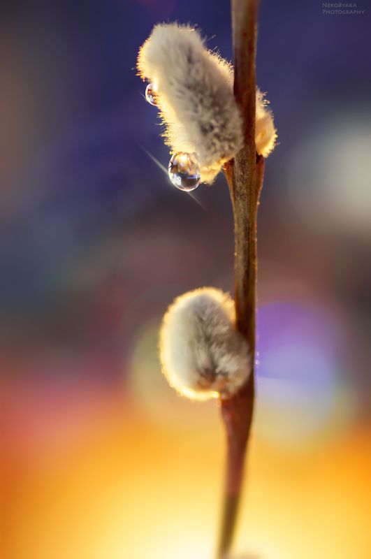макро, природа, растения, цветы, верба, весна,macro, nature, plants, flowers, willow, spring, Уже хочется весны.. фото превью