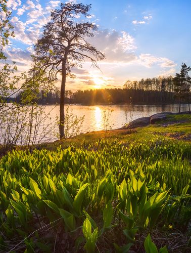 Листья ландышей