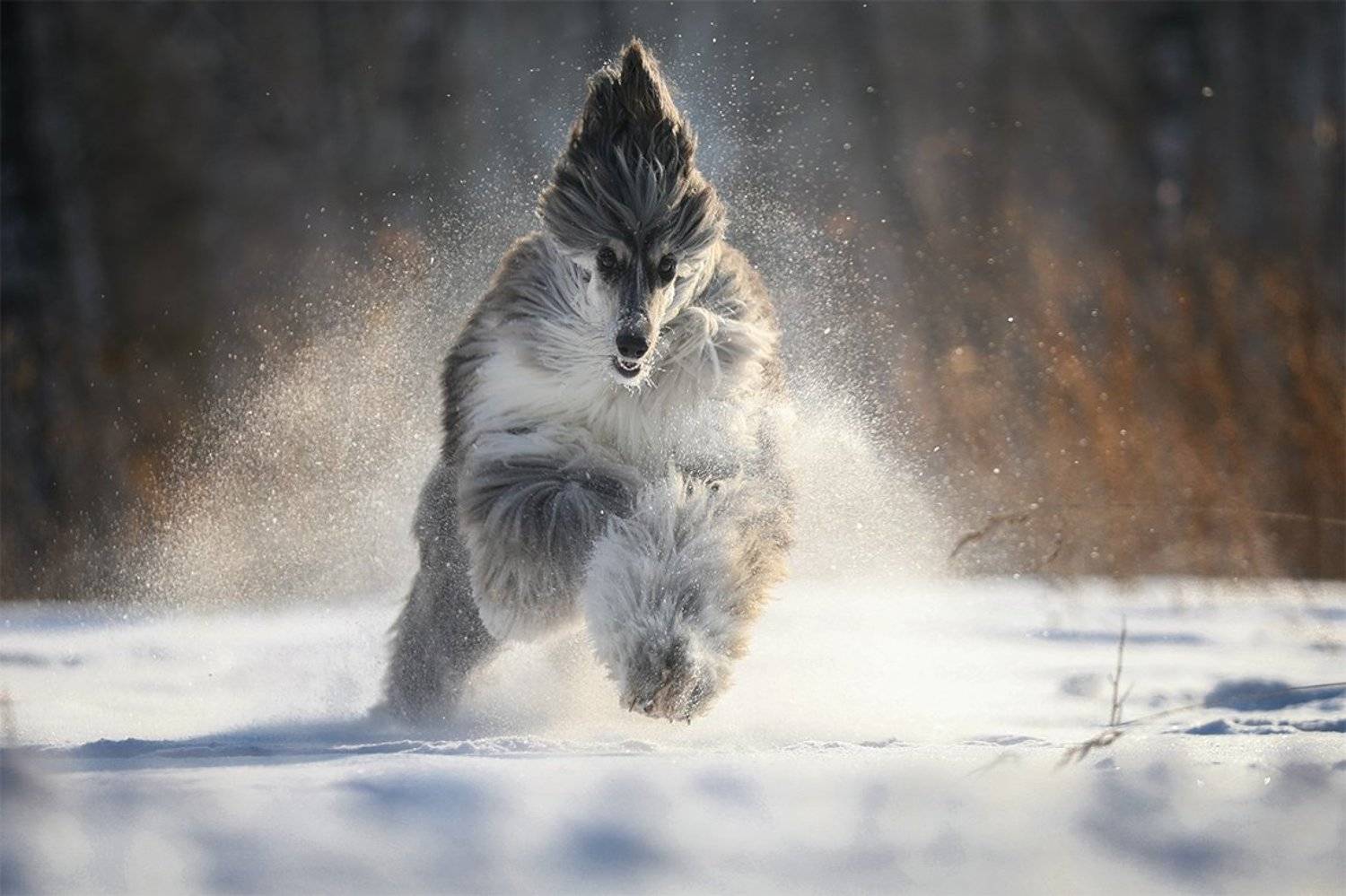 , Андрей Ершов