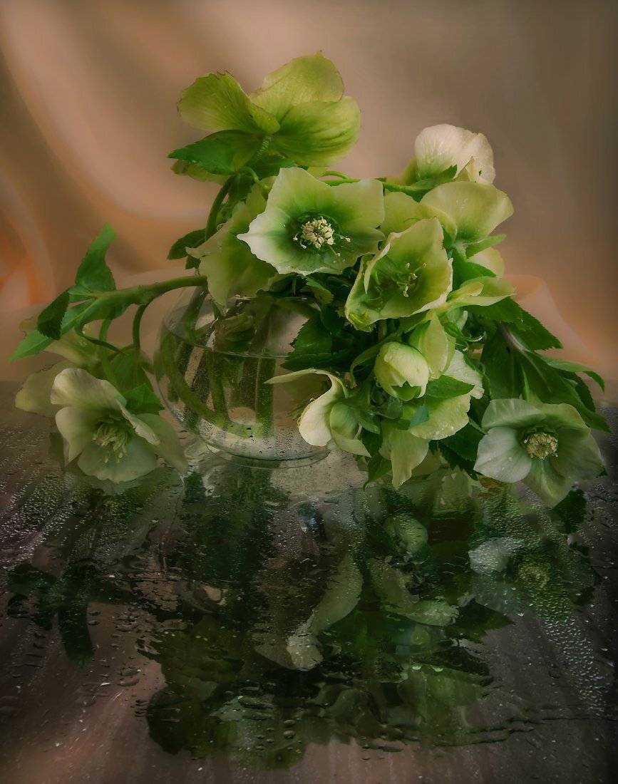 , Елена Брежицкая