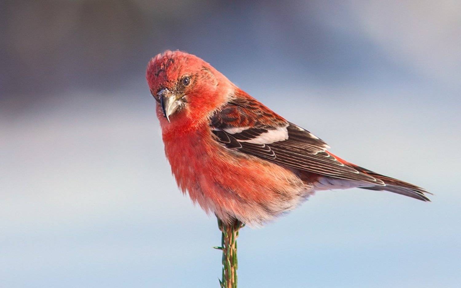 птицы,север,печора,коми,анималистика,клёст,клесты,природа,фауна,birds,the north,pechora,komi republic,animalism,crossbill,crossbills,nature,fauna,, Игорь Триер