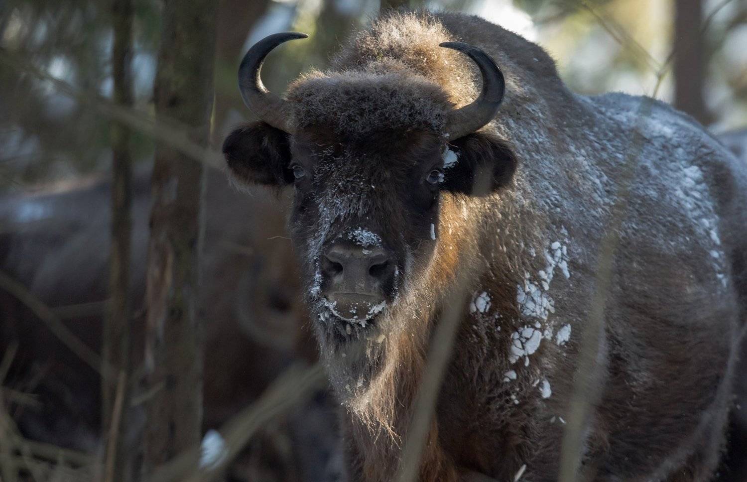, Андрей Шимчук