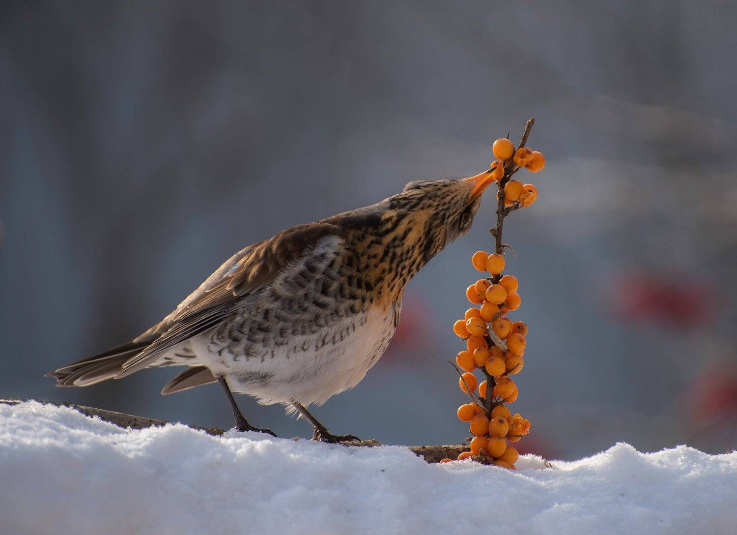 , Андрей Киселёв