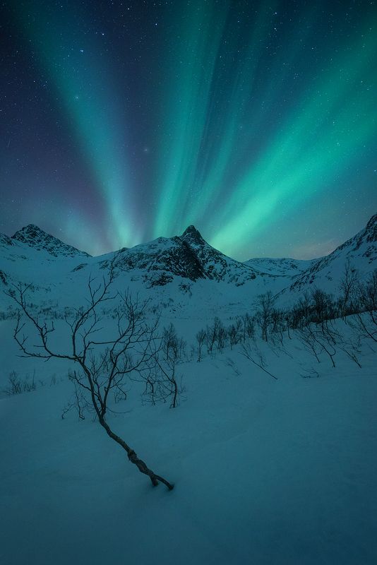 norway night aurora borealis landscape snow winter senja  krokelvvatnet I фото превью