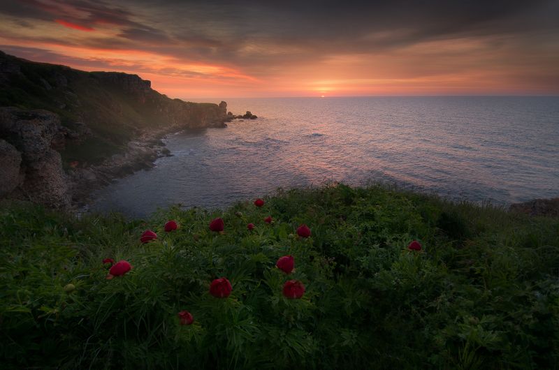 Memories of sea flowers фото превью