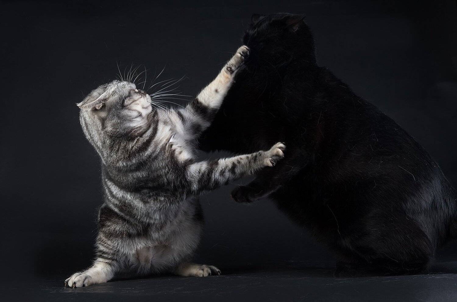 маркиз, кузя,  кот,черный кот,сat, животные, кошки,американский короткошерстный кот, american shorthair cat,black cat, Elizabeth Etkind