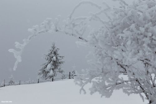холодная красота