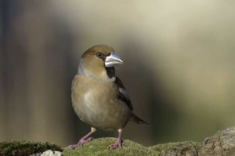 Coccothraustes фото превью