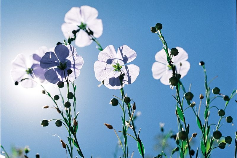 Макро пленка небо природа цветы солнце Небесный голубой фото превью