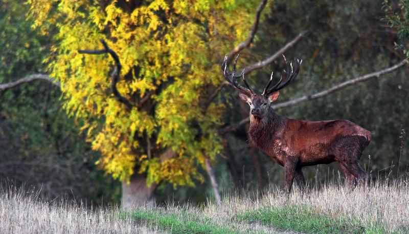 King deer фото превью