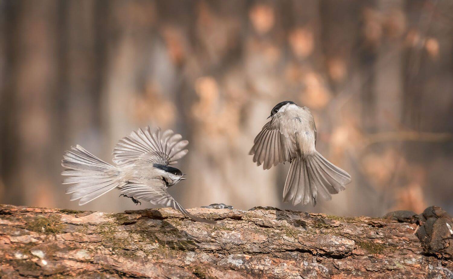 , Шинкарева Елена