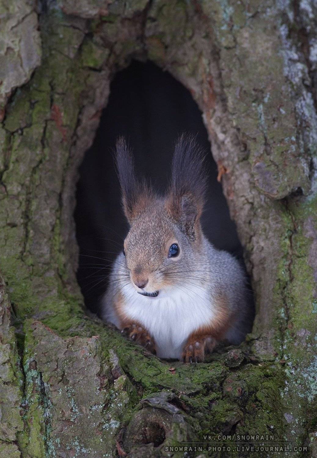 белка, фотоохота, анималистика, дикая природа, природа, лес, животные, nature,wildlife, squirrel, animal, Snowrain