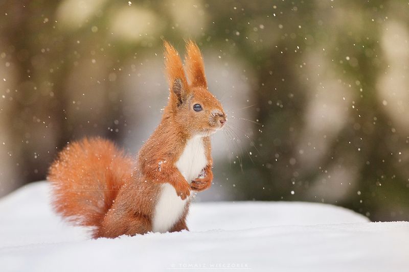 squirrel, winter, snow, cold, forest, snowy, frozen, wildlife, poland, cute Snowy squirrel фото превью