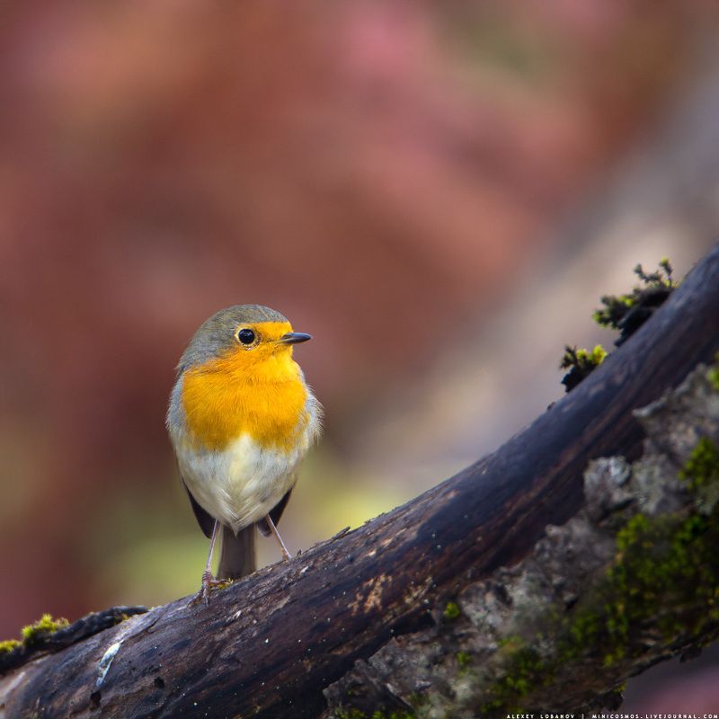 Грудастая :) фото превью