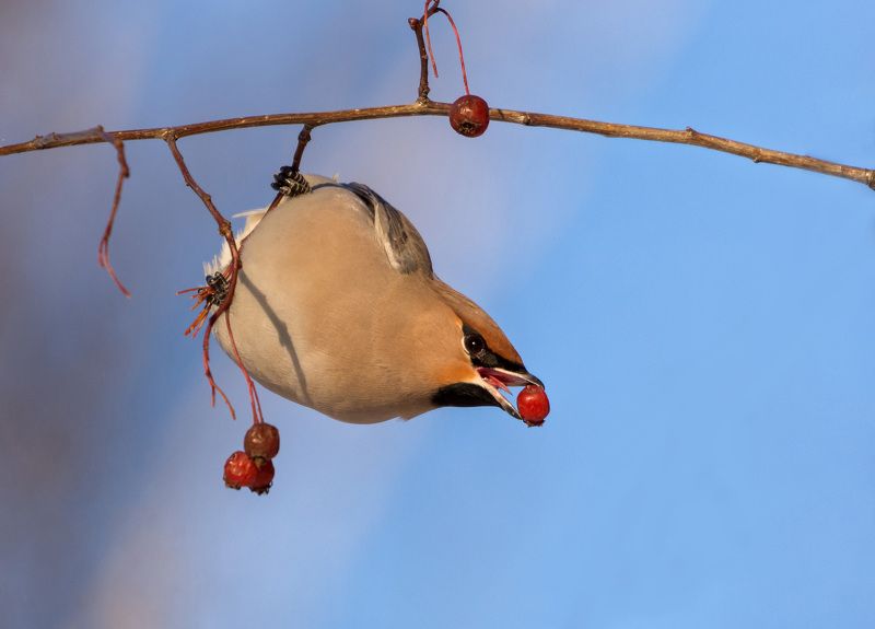 свиристель свиристель фото превью