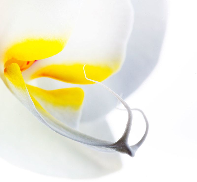 Орхидея фото превью