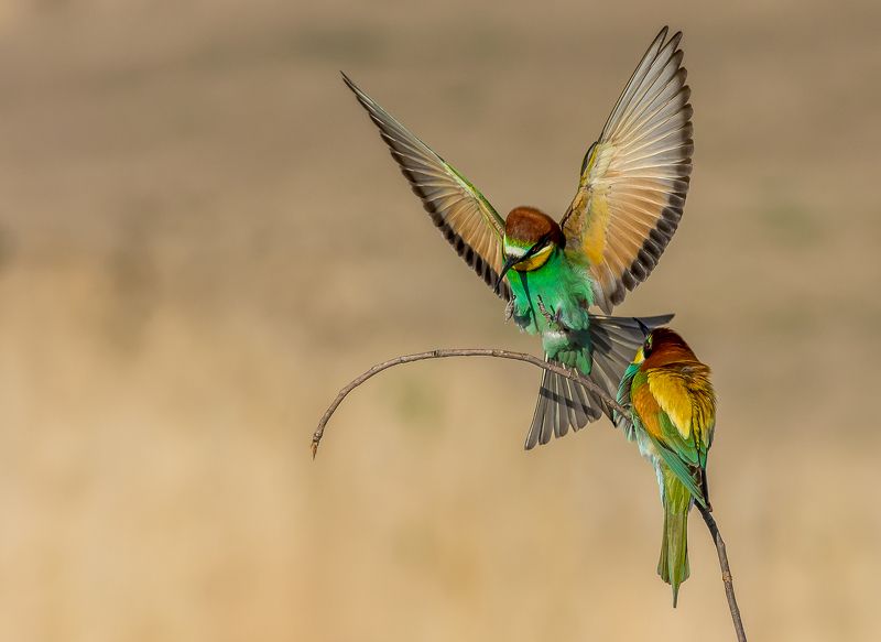 #porttait #wildlife #fly #birds #bee_eaters #family #orange #animal #nature #color bee-eater фото превью