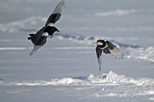 сороки воровки