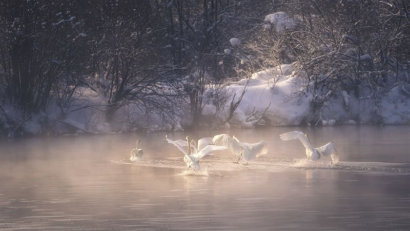 Прилетели... фото превью