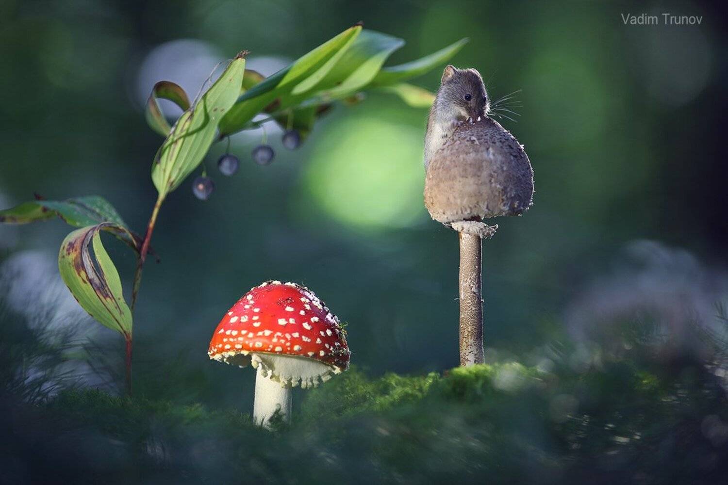 , Вадим Трунов