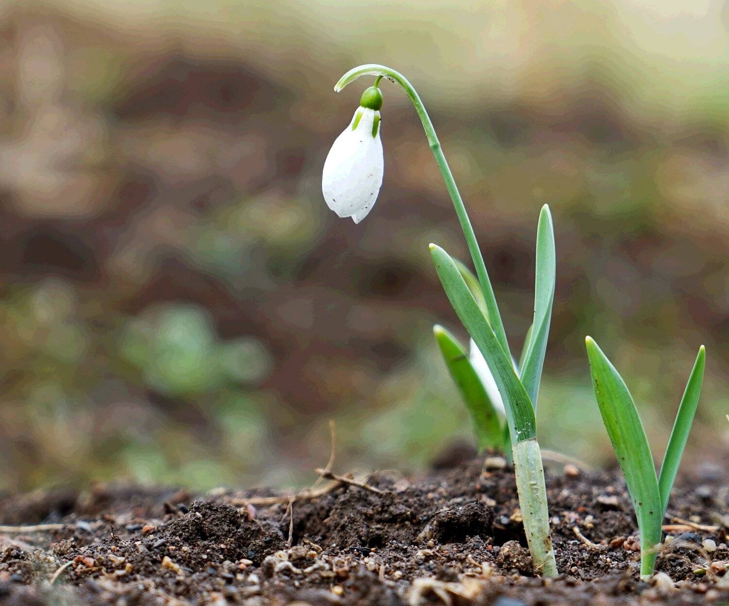 , Красимир Георгиев