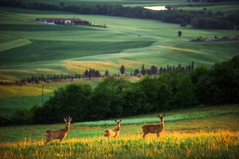 тоскана, италия, косули Косули на закате фото превью