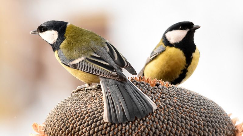 Птицы на кормушке  фото превью
