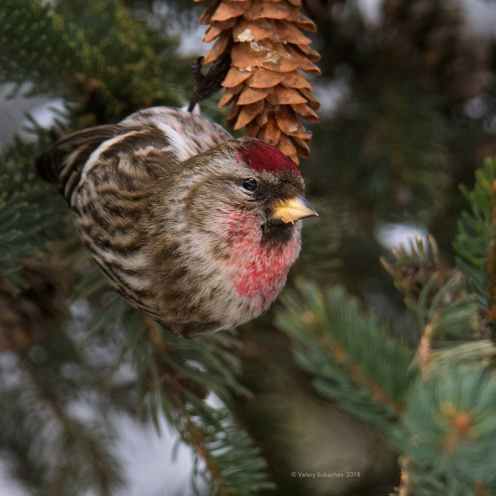 , Валерий Субачев